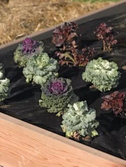 Easy-Plant Weed Block Mulch -OW Garden Decor Shop 40356 219 tif