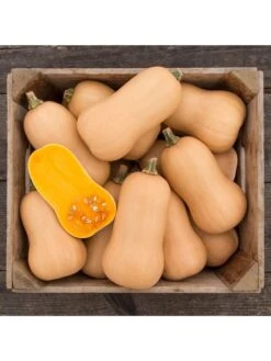 Brulee Butternut Squash Organic Seeds -OW Garden Decor Shop 8599867 01v