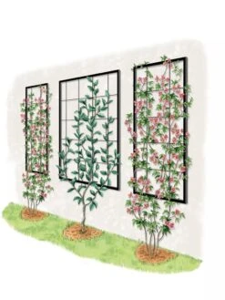 Exeter Wall Trellis 11 Exeter Wall Trellis -OW Garden Decor Shop 8600049 50 0001 art tif