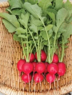 Family Garden Organic Seed Collection, Set Of 7 -OW Garden Decor Shop 8610262 Cherry Belle Radish 06V tif