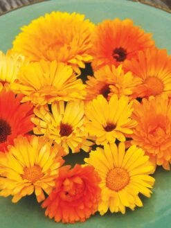 Family Garden Organic Seed Collection, Set Of 7 -OW Garden Decor Shop 8610262 Pacific Beauty Calendula 07V tif
