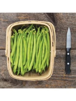 Antigua Bush Bean Organic Seeds -OW Garden Decor Shop 8610262 antigua bean 8 15 18 05v