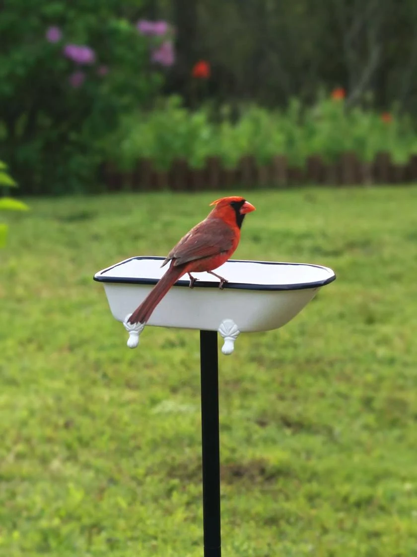 White Enamel Bathtub Birdbath 1 White Enamel Bathtub Birdbath