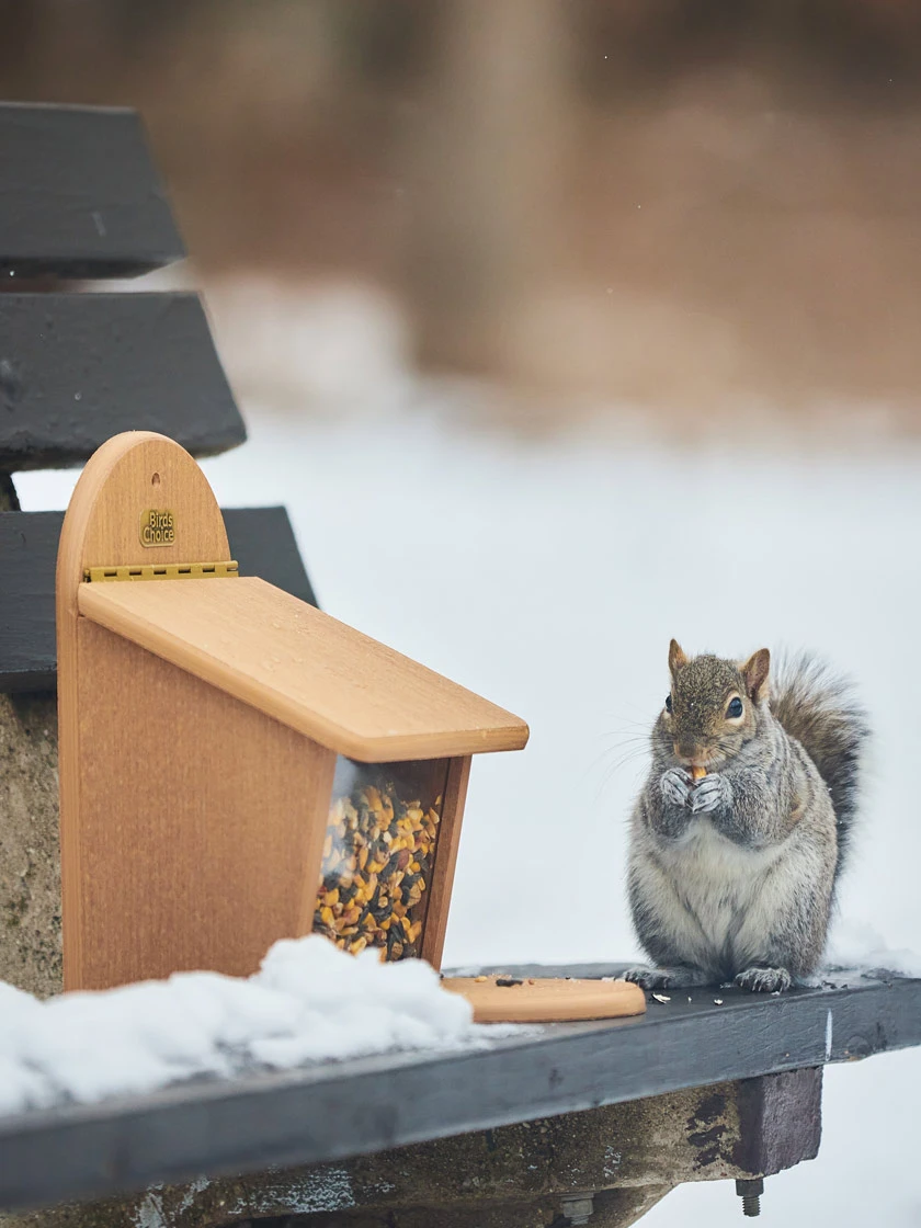 Spruce Creek Squirrel Munch Box 2 Spruce Creek Squirrel Munch Box - Image 2